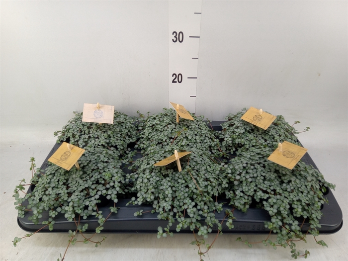 <h4>Pilea glaucophylla 'Greyzy'</h4>