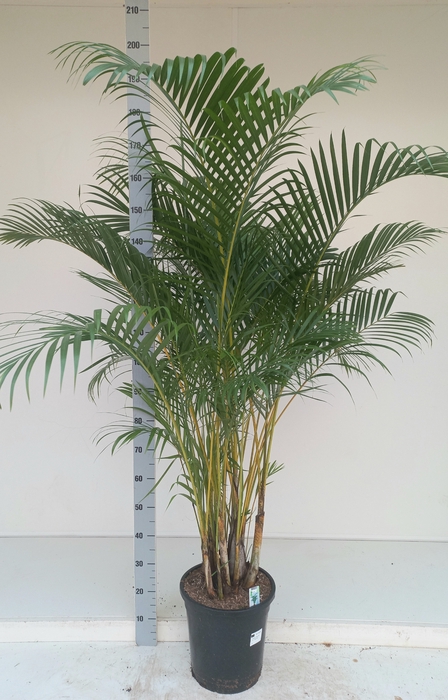 <h4>DYPSIS LUTESCENS</h4>