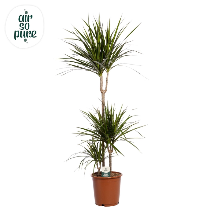 <h4>Dracaena marg.</h4>