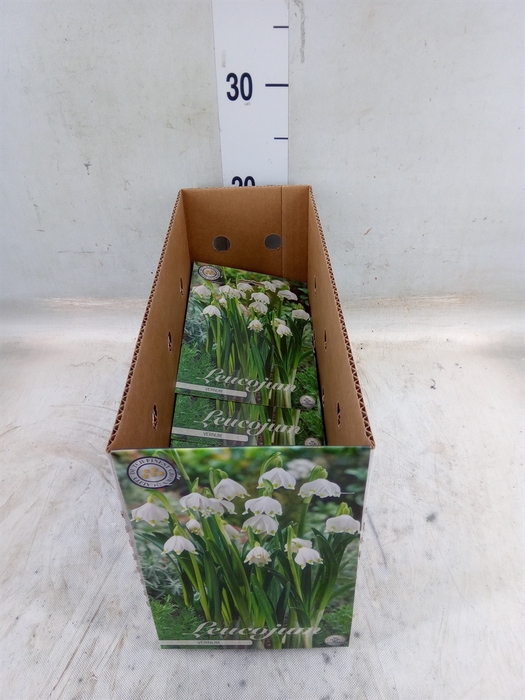 <h4>Flowerbulbs, corns or tubers   ...</h4>