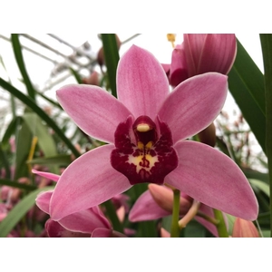 CYMB MI STANLEYFLOR Leekade X12 20% extra packed