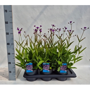 Verbena rigida