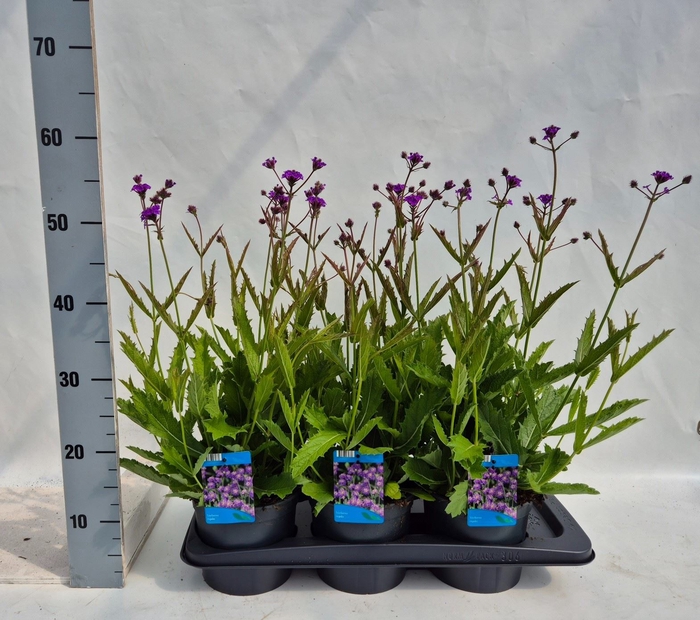 <h4>Verbena rigida</h4>
