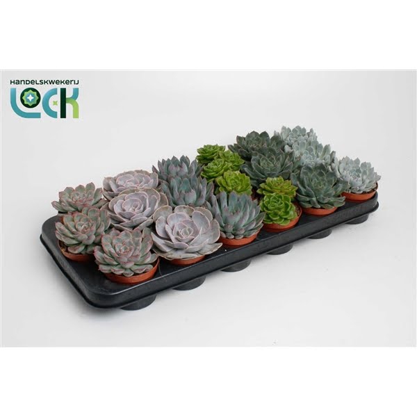 <h4>echeveria special mix</h4>