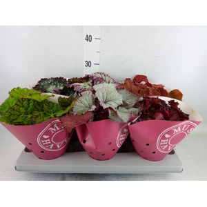 Begonia BD 'Beleaf'   ...mix