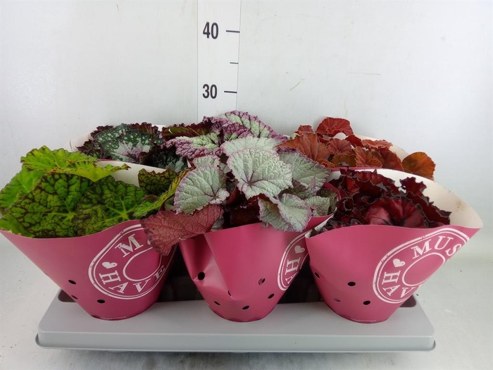 <h4>Begonia BD 'Beleaf' ...mix</h4>