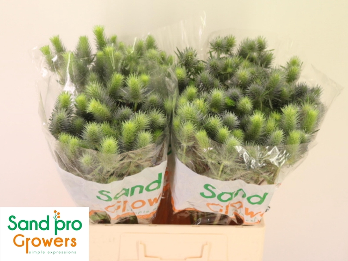 <h4>ERYN PACIFI BLUE SKY</h4>