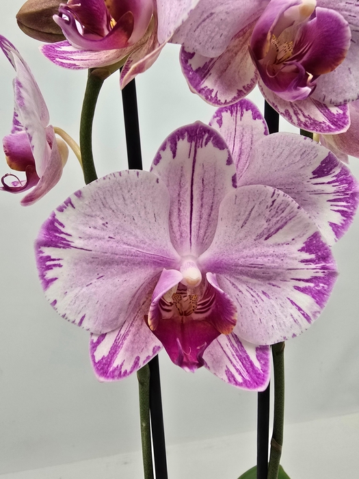 <h4>Limited 13 week 1</h4>