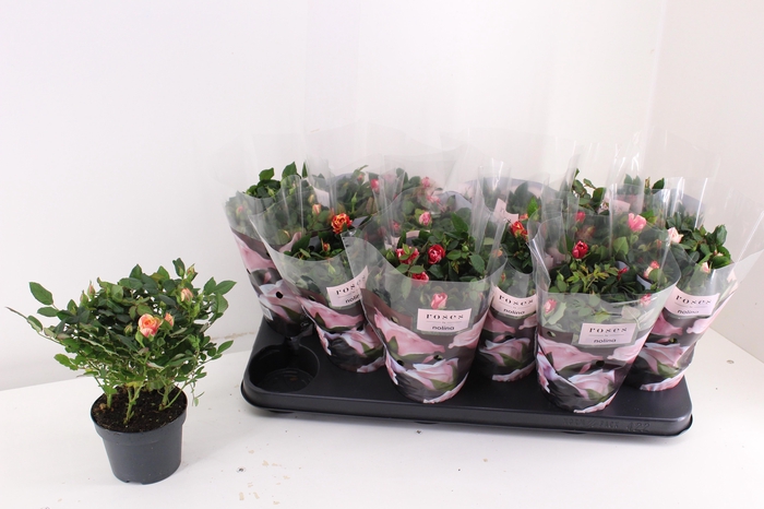 <h4>RO VICTORY GEM</h4>