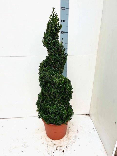 <h4>BUXU SEMPERVIRENS</h4>