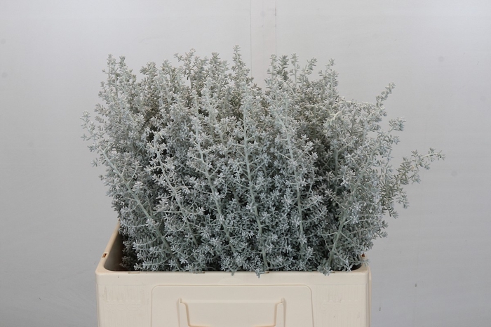 <h4>Kochia (maireana Sedifolia)</h4>