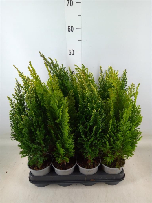 <h4>Conifers   ...mix</h4>