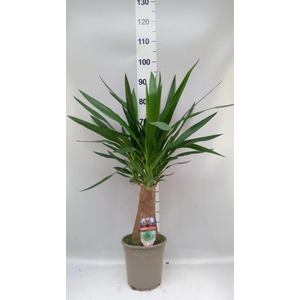 Yucca elephantipes   ...