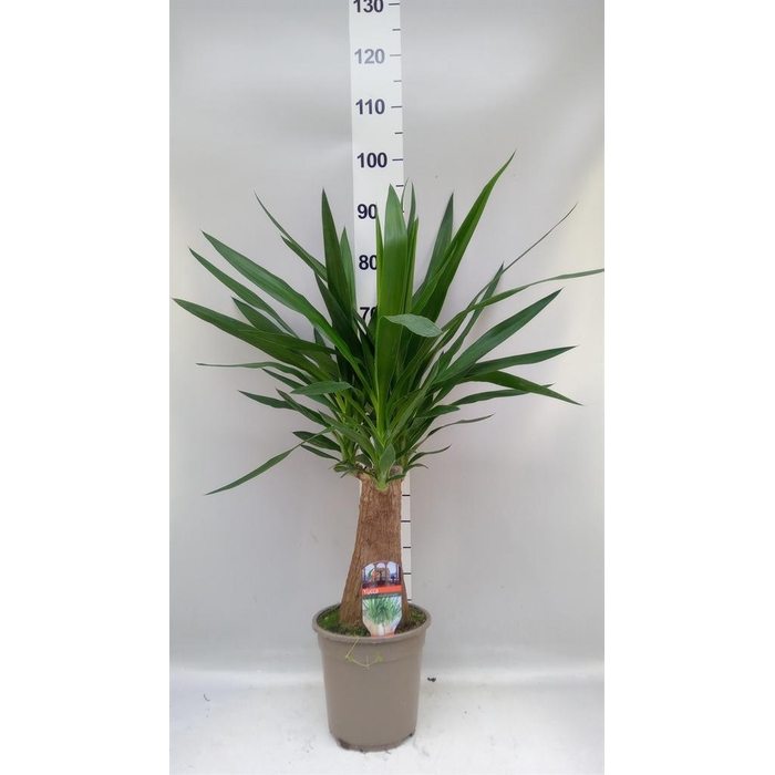 <h4>Yucca elephantipes   ...</h4>
