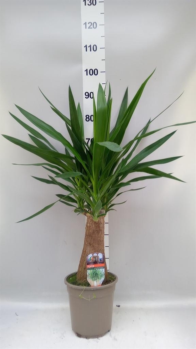 <h4>Yucca elephantipes   ...</h4>