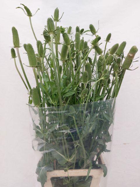 <h4>DIPSACUS</h4>