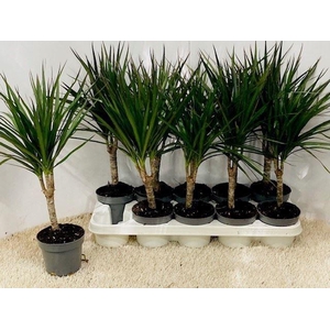 Dracaena Marginata