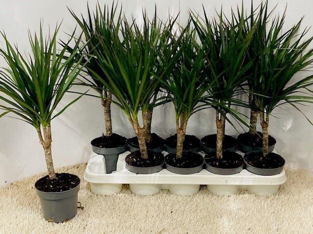 <h4>Dracaena Marginata</h4>