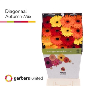 Ge Gr Diag. Autumn Mix