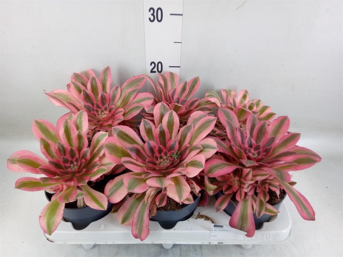 <h4>Aeonium   ...</h4>