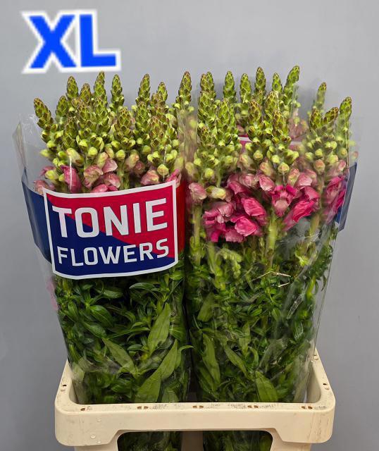 <h4>ANTIR AVIGNON C ROSE</h4>