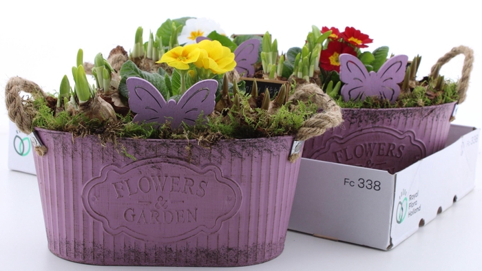 <h4>ARR PL IN SCHAAL</h4>