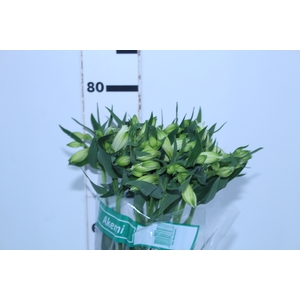 ALSTROEMERIA AKEMI 080 CM