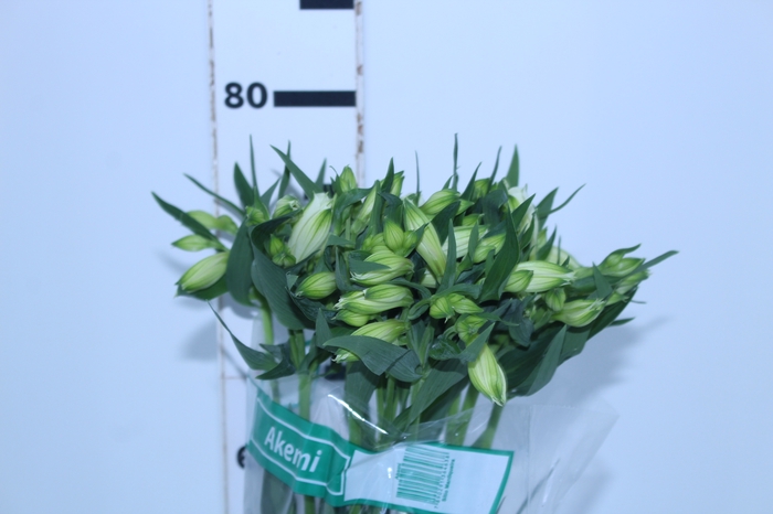 ALSTROEMERIA AKEMI 080 CM