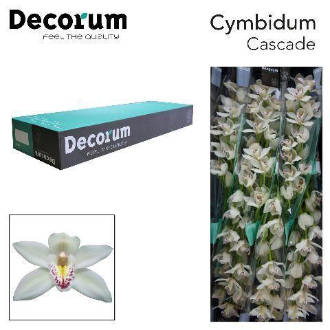 <h4>CYMB T CASCADE Decorum 80cm</h4>