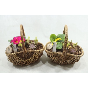 1286 TASMAND TUINTJE