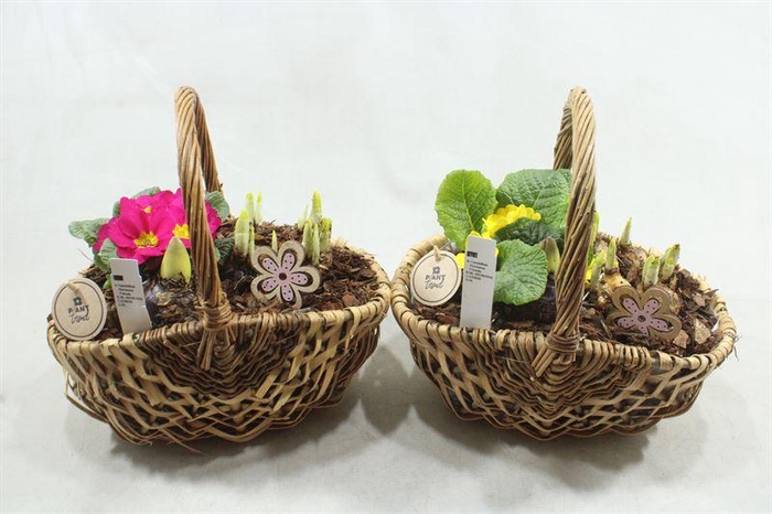 <h4>1286 TASMAND TUINTJE</h4>