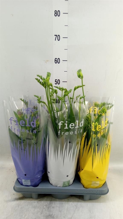 <h4>Freesia   ...</h4>