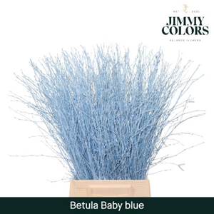 Betula L60 Light blue