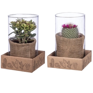 MIX CACTUS AND SUCCULENTS IN GLASS CYLINDER Ø 10 H20 WITH CARDBOARD BOX CM 14X14 (CACTUS EN SUCCULENTEN)