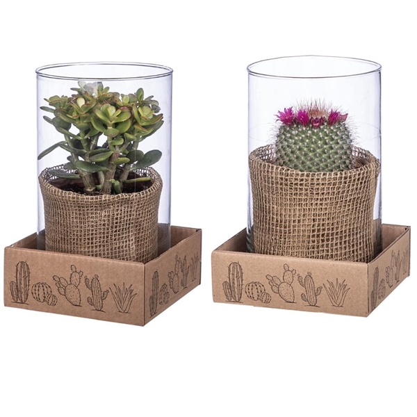 <h4>MIX CACTUS AND SUCCULENTS IN GLASS CYLINDER Ø 10 H20 WITH CARDBOARD BOX CM 14X14 (CACTUS EN SUCCULENTEN)</h4>