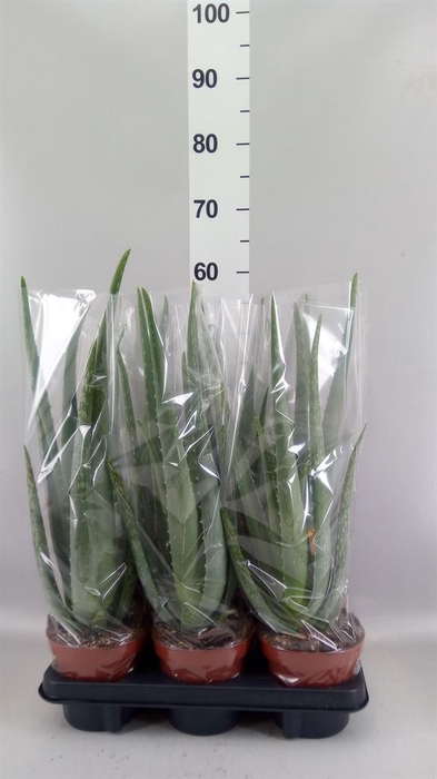 <h4>Aloe vera</h4>
