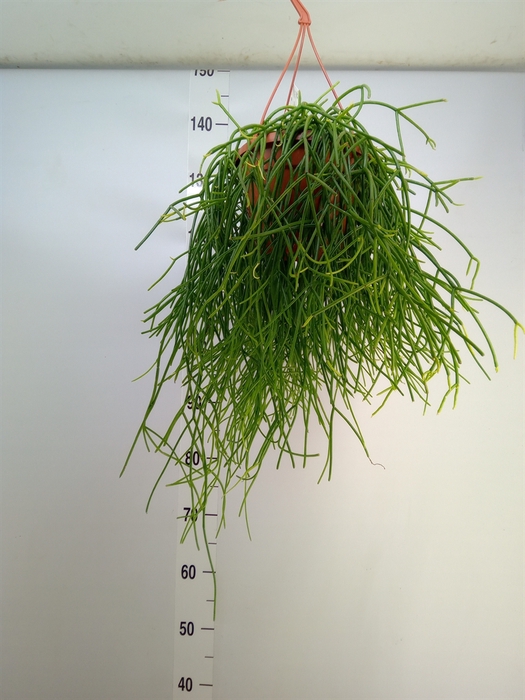 <h4>Rhipsalis   ...</h4>