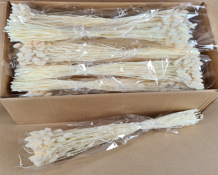 <h4>DF Phalaris Bs Blea 100gr poly</h4>