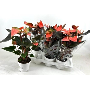 Anthurium Rainbow Champion 14Ø 45cm 5fl