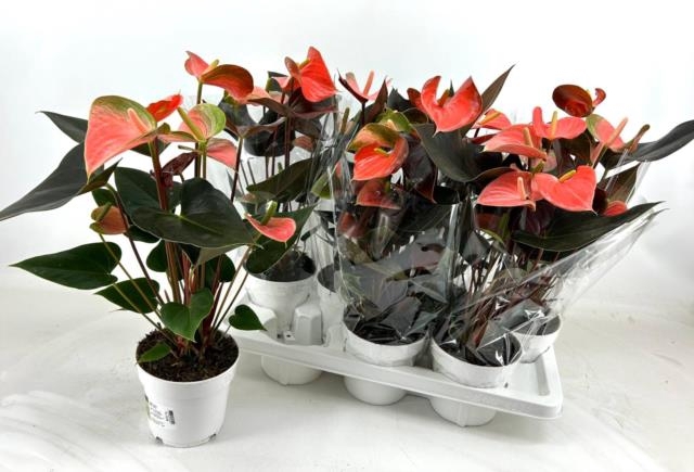 Anthurium Rainbow Champion 14Ø 45cm 5fl