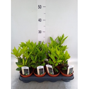 Laurus nobilis