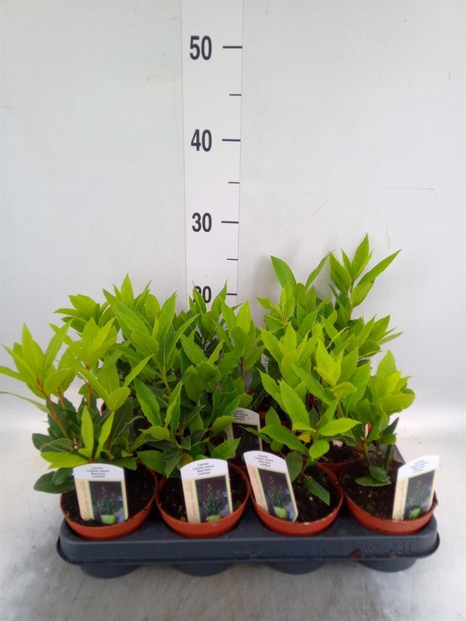 <h4>Laurus nobilis</h4>