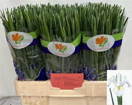 <h4>Iris White Magic</h4>