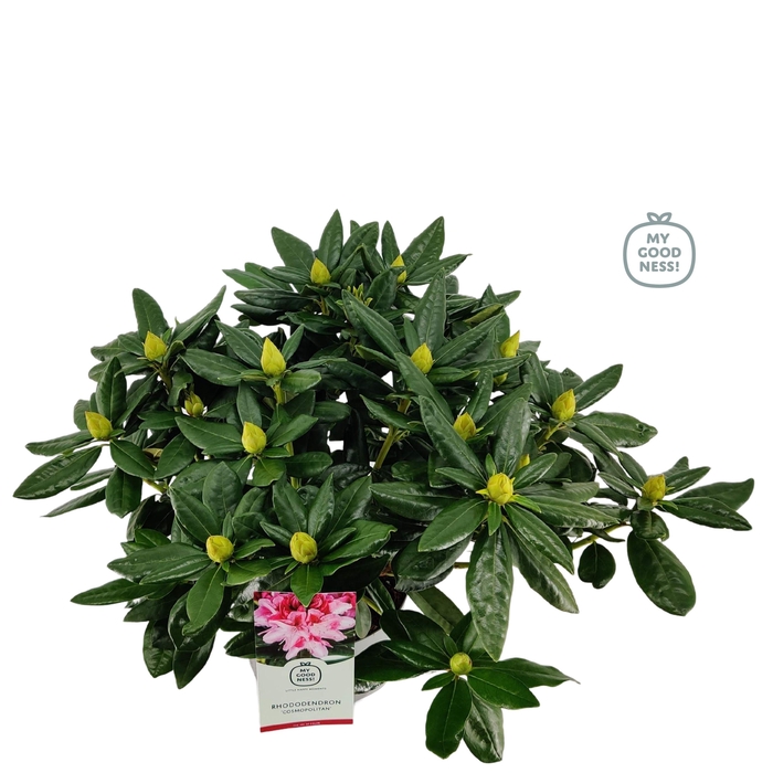 <h4>Rhododendron hybr. 'Cosmopolitan' C5 40-50</h4>