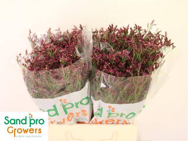 <h4>LIM SIN SCARLET DIA</h4>