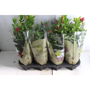 DIPLADENIA PICOLI P14 VARIADO