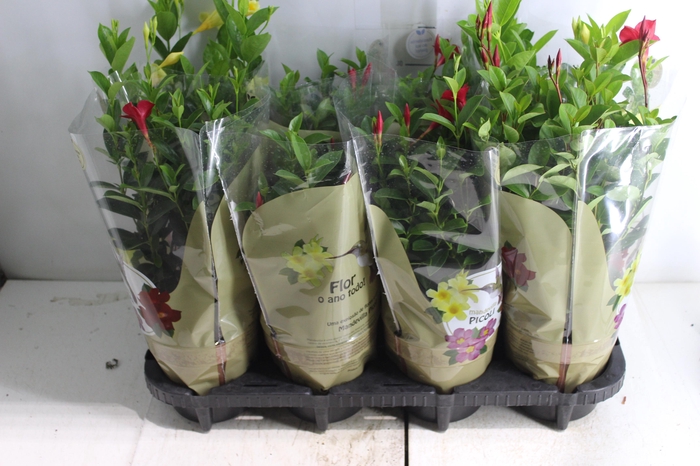 <h4>DIPLADENIA PICOLI P14 VARIADO</h4>