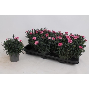 DIAN OSC PINK PURPLE