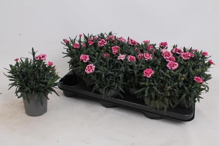 <h4>DIAN OSC PINK PURPLE</h4>