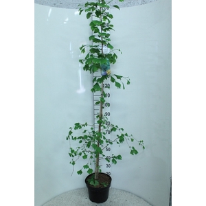 Ginkgo biloba   ...